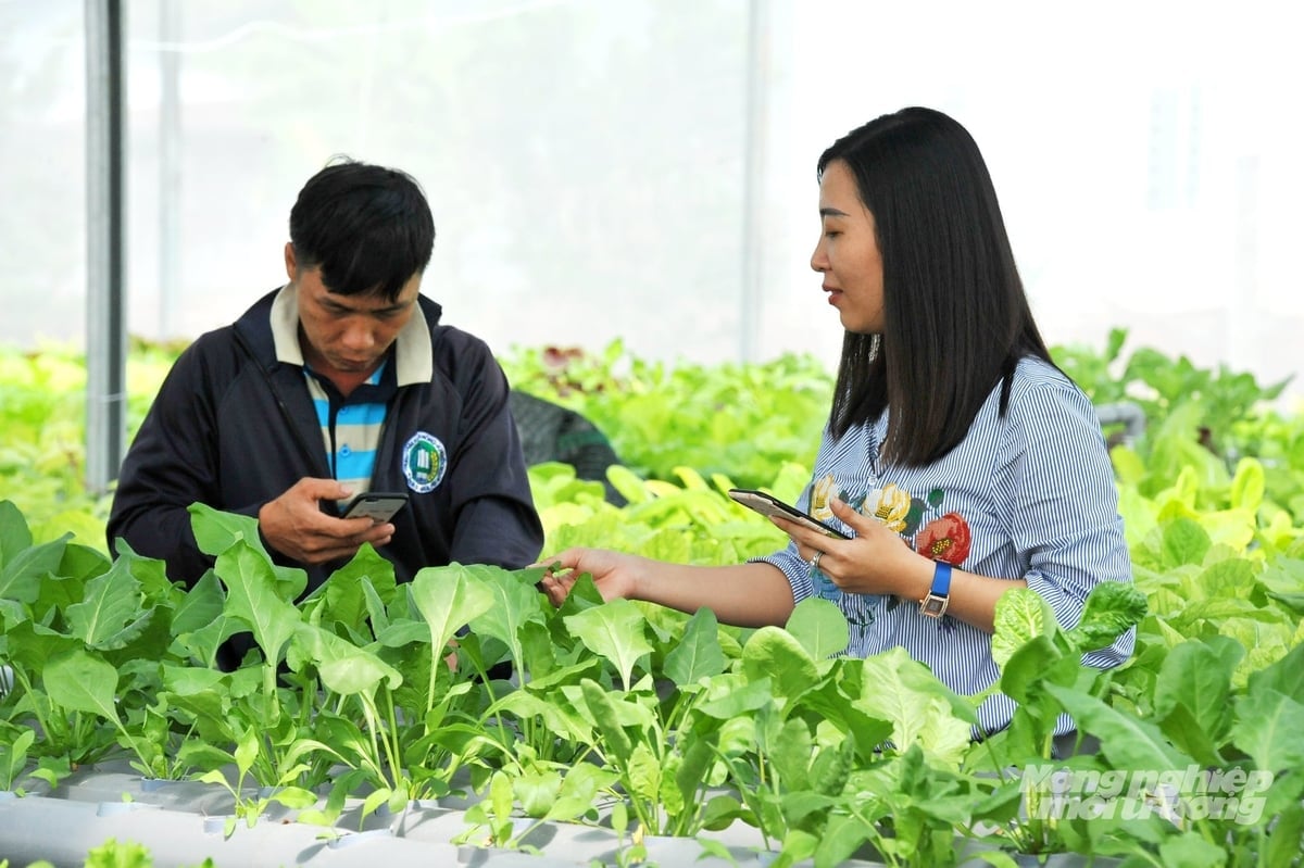 Ứng dụng công nghệ số trong nhà lưới sản xuất rau công nghệ cao, giúp nông dân và HTX theo dõi, quản lý quy trình canh tác bằng thiết bị thông minh, hướng đến nông nghiệp xanh, bền vững. Ảnh: Lê Hoàng Vũ.