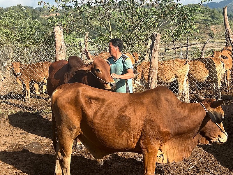 Molte famiglie di Muong Toong sono uscite dalla povertà in modo duraturo. Nhiều hộ dân Mường Toong thoát nghèo bền vững