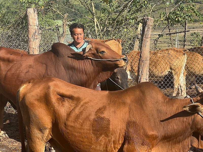 Molte famiglie di Muong Toong sono uscite dalla povertà in modo duraturo. Nhiều hộ dân Mường Toong thoát nghèo bền vững