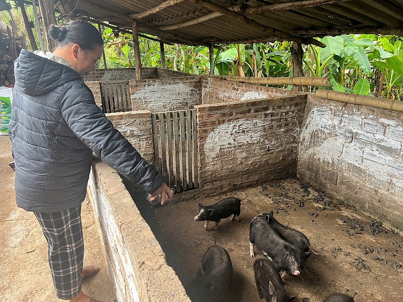Molte famiglie di Muong Toong sono uscite dalla povertà in modo duraturo. Nhiều hộ dân Mường Toong thoát nghèo bền vững