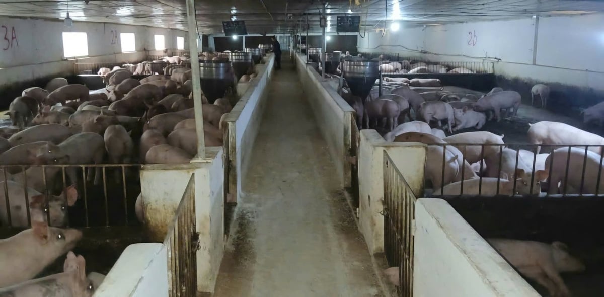 A família de Dang Van Huong cria dois lotes de porcos por ano, cada lote com 1.700 porcos, o que garante uma renda estável. Foto: Dang Huong. Gia đình anh Đặng Văn Hương nuôi mỗi năm 2 lứa lợn, mỗi lứa 1.700 con, cho thu nhập ổn đinh. Ảnh: Đặng Hương.