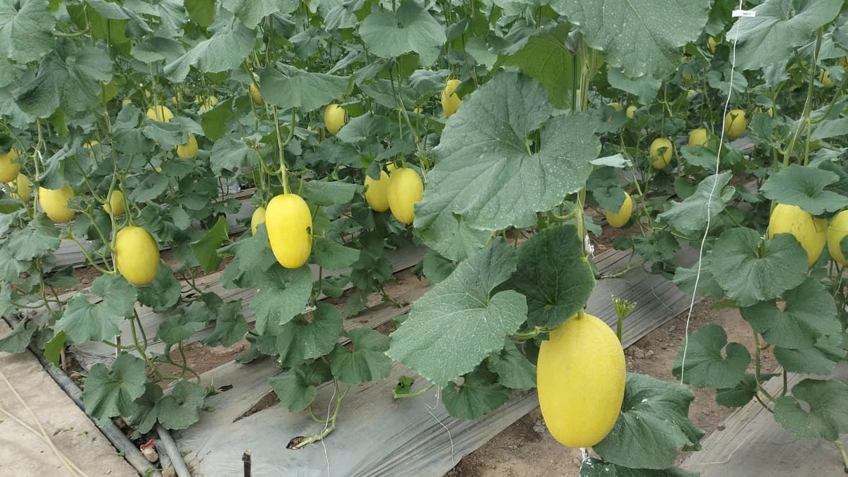 Ao utilizar esterco da pecuária, o custo de cultivo do melão foi reduzido, trazendo altos lucros para a família do Sr. Huong. Foto: Pham Minh. Tận dụng được phân từ chăn nuôi, giảm chi phí cho trồng dưa lưới, đem lại lợi nhuận cao cho gia đình anh Hương. Ảnh: Phạm Minh.