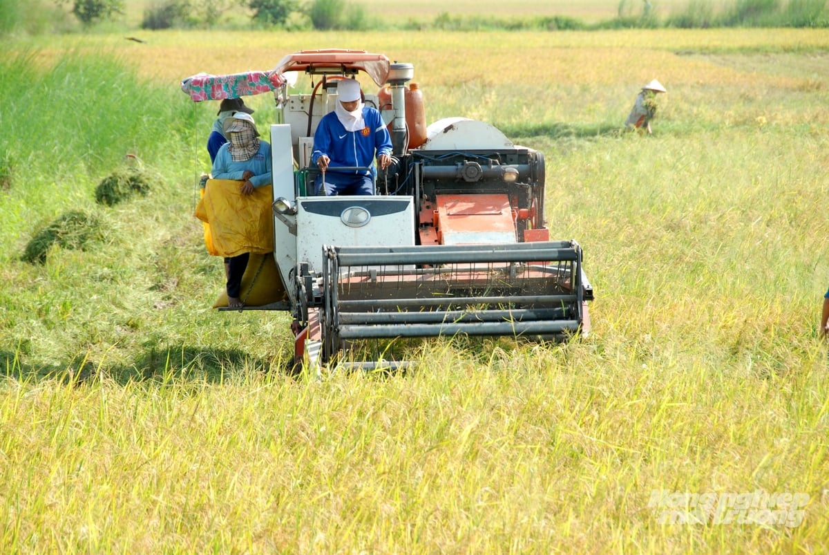 Máy gặt đập liên hợp thu hoạch lúa tại cánh đồng lúa chất lượng cao, giảm phát thải ở An Giang, góp phần giảm thất thoát sau thu hoạch và nâng cao hiệu quả sản xuất. Ảnh: Lê Hoàng Vũ.