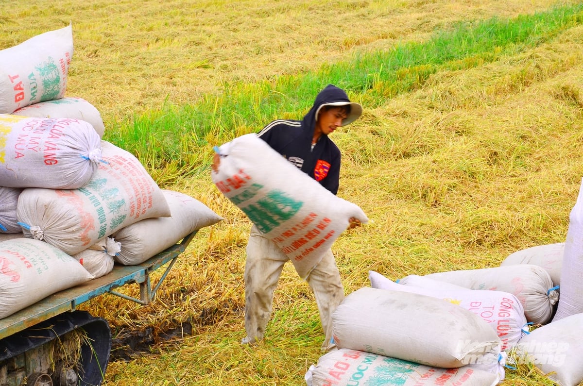 Nông dân và hợp tác xã tại An Giang liên kết với doanh nghiệp trong sản xuất và tiêu thụ lúa giảm phát thải, tạo đầu ra ổn định, nâng cao thu nhập và phát triển bền vững. Ảnh: Lê Hoàng Vũ.