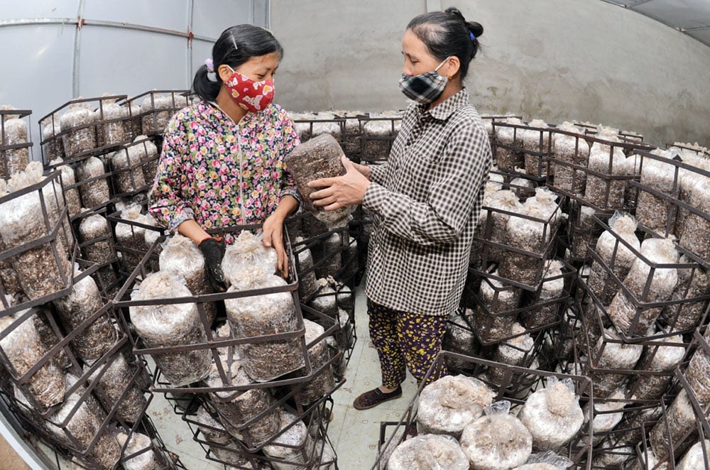 La coltivazione dei funghi, un'attività ad alto reddito, sta attirando investimenti da parte di molte famiglie nel comune di Lang Giang. Foto: Pham Minh. Trồng nấm thu nhập cao đang được nhiều hộ dân xã Lạng Giang đầu tư sản xuất. Ảnh: Phạm Minh.