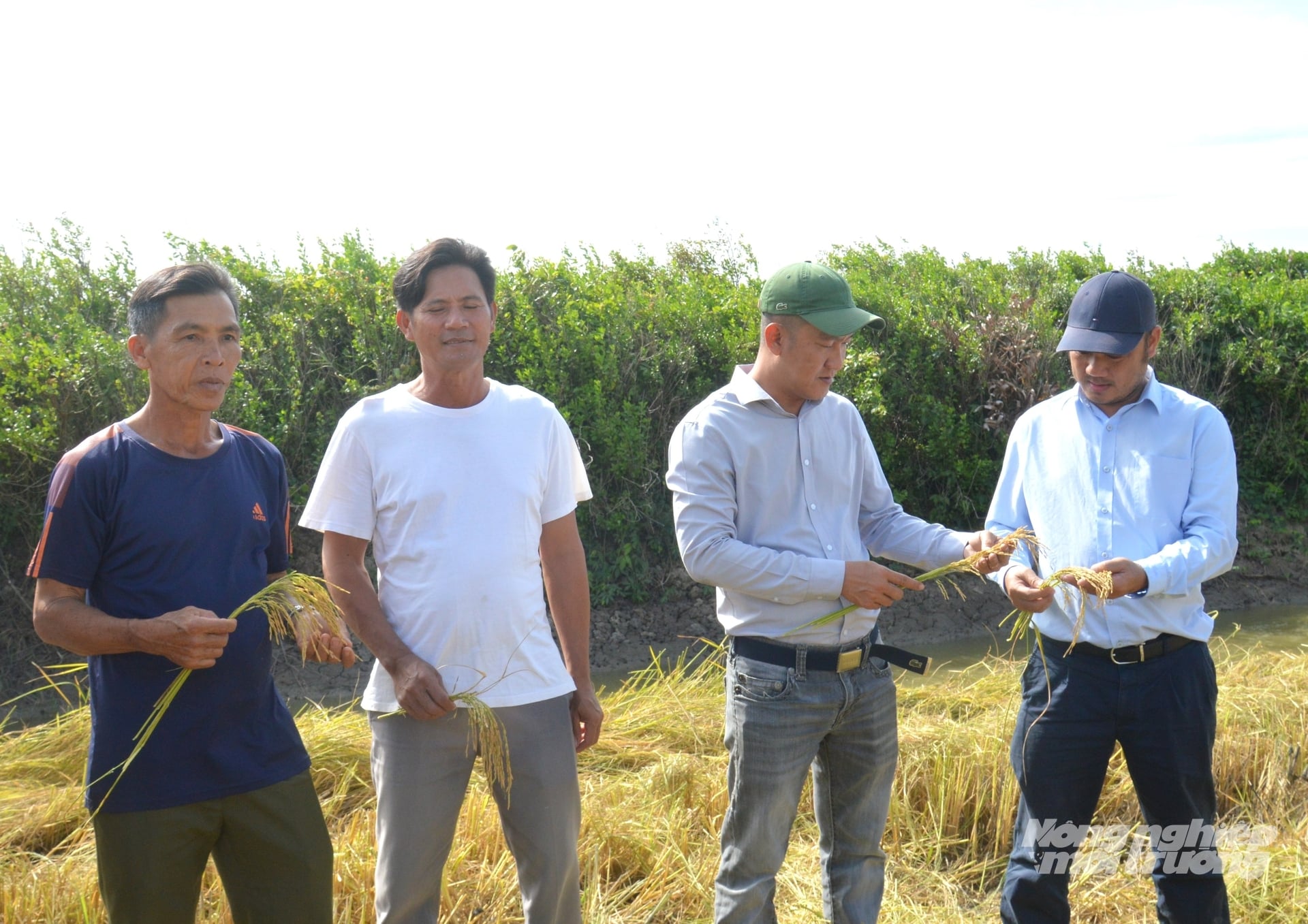 Canh tác lúa theo tiêu chuẩn SRP góp phần thay đổi tư duy sản xuất của nông dân từ lấy sản lượng làm trung tâm sang lấy hiệu quả và bền vững làm mục tiêu. Ảnh: Trung Chánh.