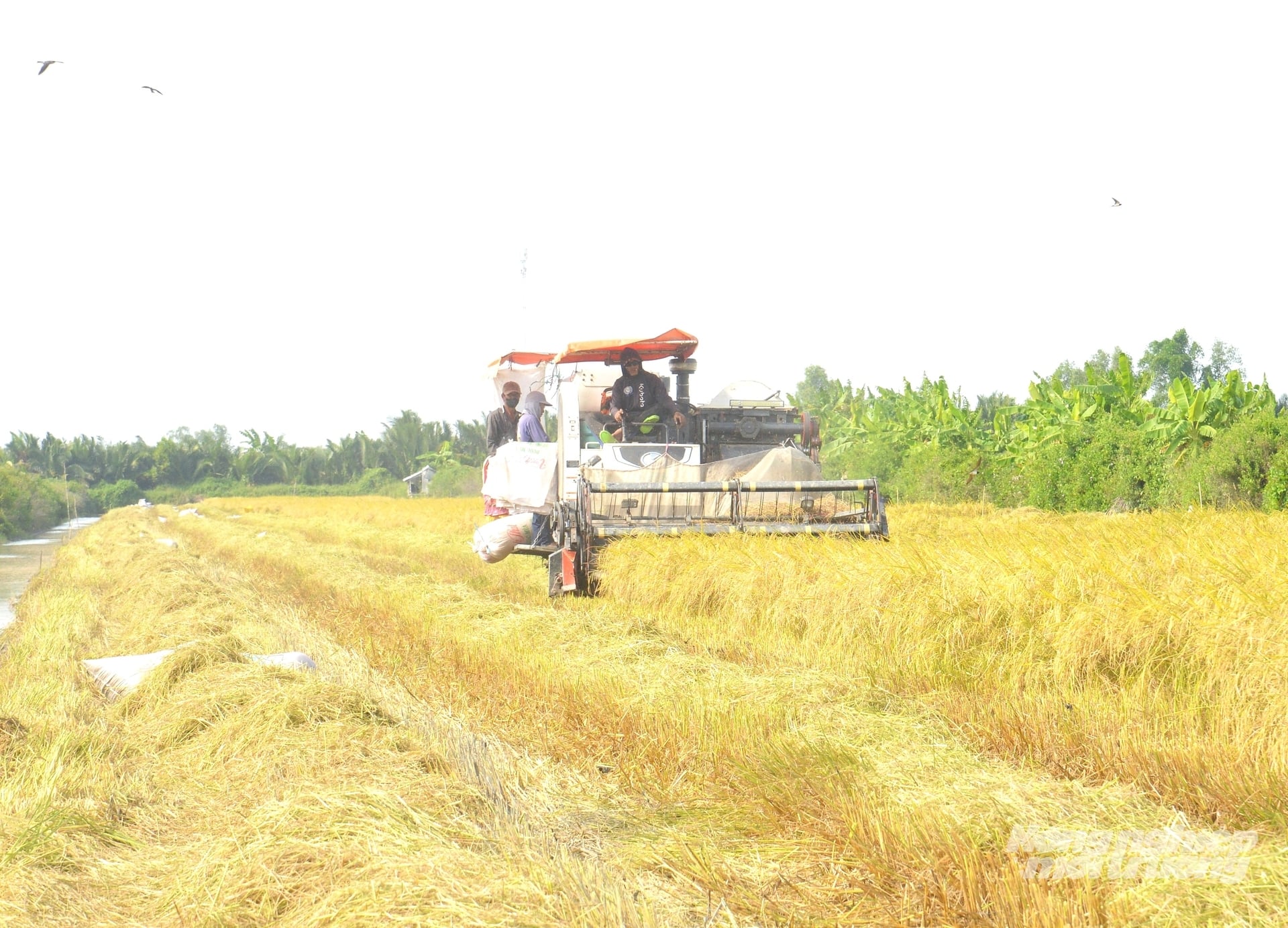 Sản xuất lúa theo tiêu chuẩn SRP giúp nông dân nâng cao thu nhập nhờ hình thành vùng nguyên liệu tập trung, đáp ứng tốt nhu cầu thị trường. Ảnh: Trung Chánh.