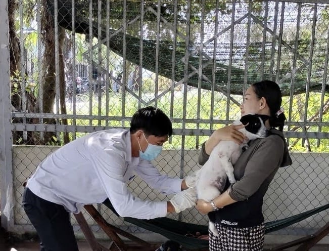 Il Comitato popolare della provincia di Ca Mau ha richiesto un monitoraggio più rigoroso delle epidemie nelle aree ad alto rischio. Foto: Trong Linh.