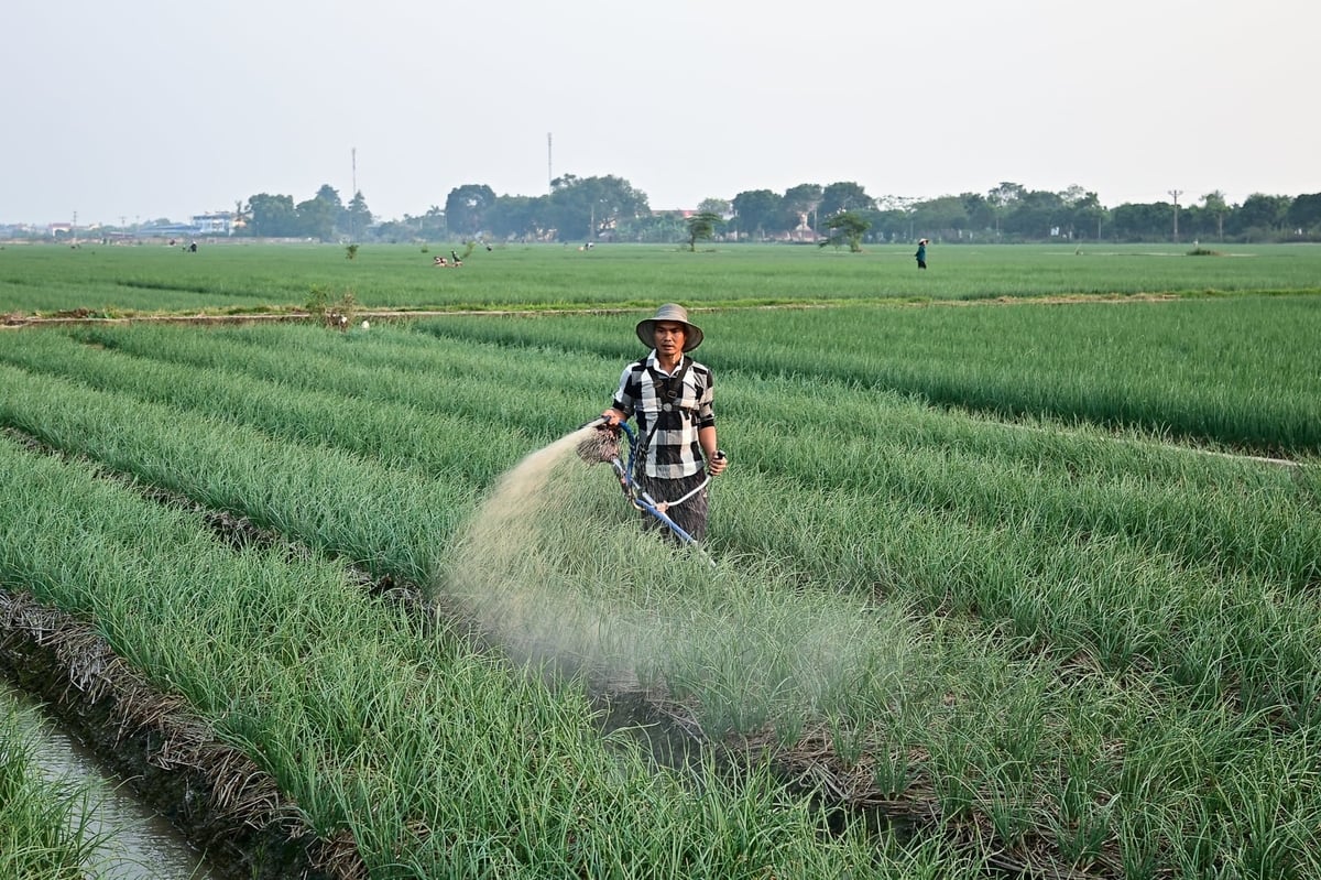 Trong khuôn khổ chương trình, ngày 22/12, các đại biểu đã tham quan mô hình trồng hành, tỏi vụ đông tại xã Nam An Phụ. Ảnh: Tùng Đinh.