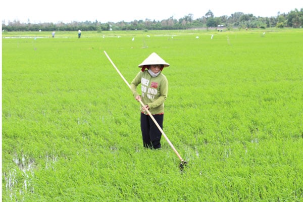 Nông dân tích cực chăm sóc lúa Đông Xuân.

