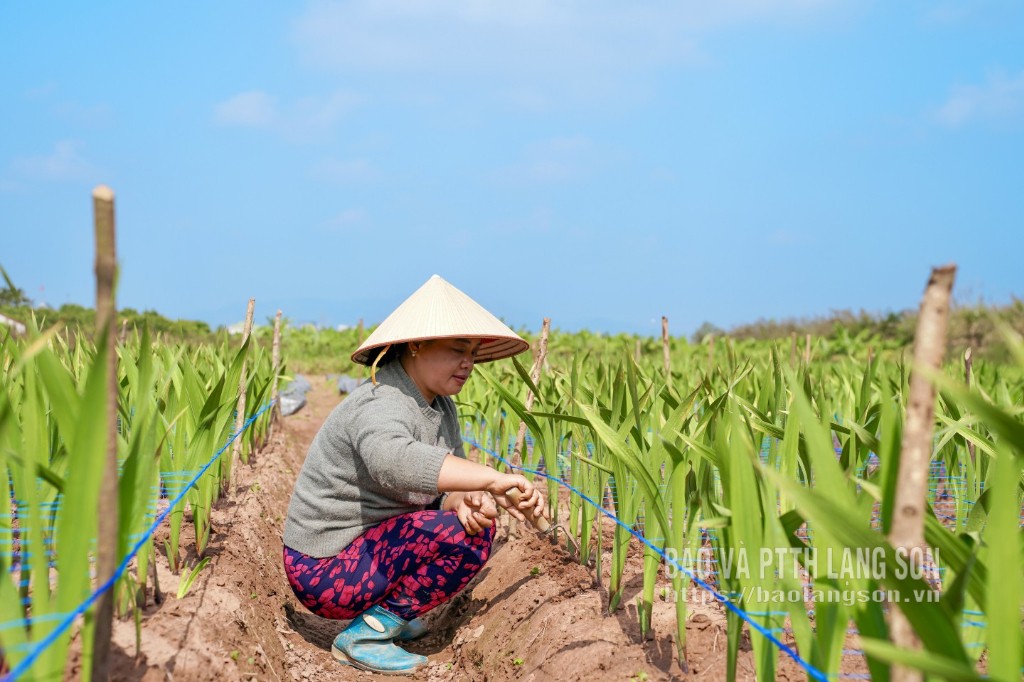 ប្រជាពលរដ្ឋនៅសង្កាត់ដុងគីញកំពុងថែទាំផ្កាសម្រាប់បុណ្យចូលឆ្នាំចិន។