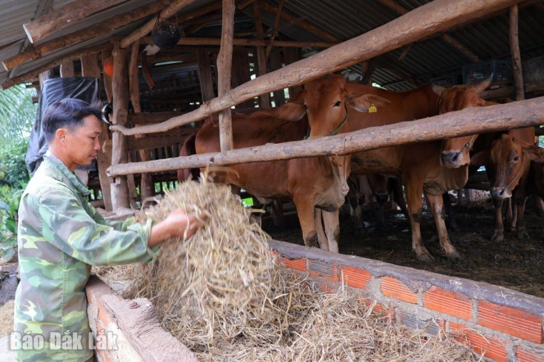 លោក ហួង វ៉ាន់ លី មើលថែសត្វពាហនៈរបស់គ្រួសារលោក។