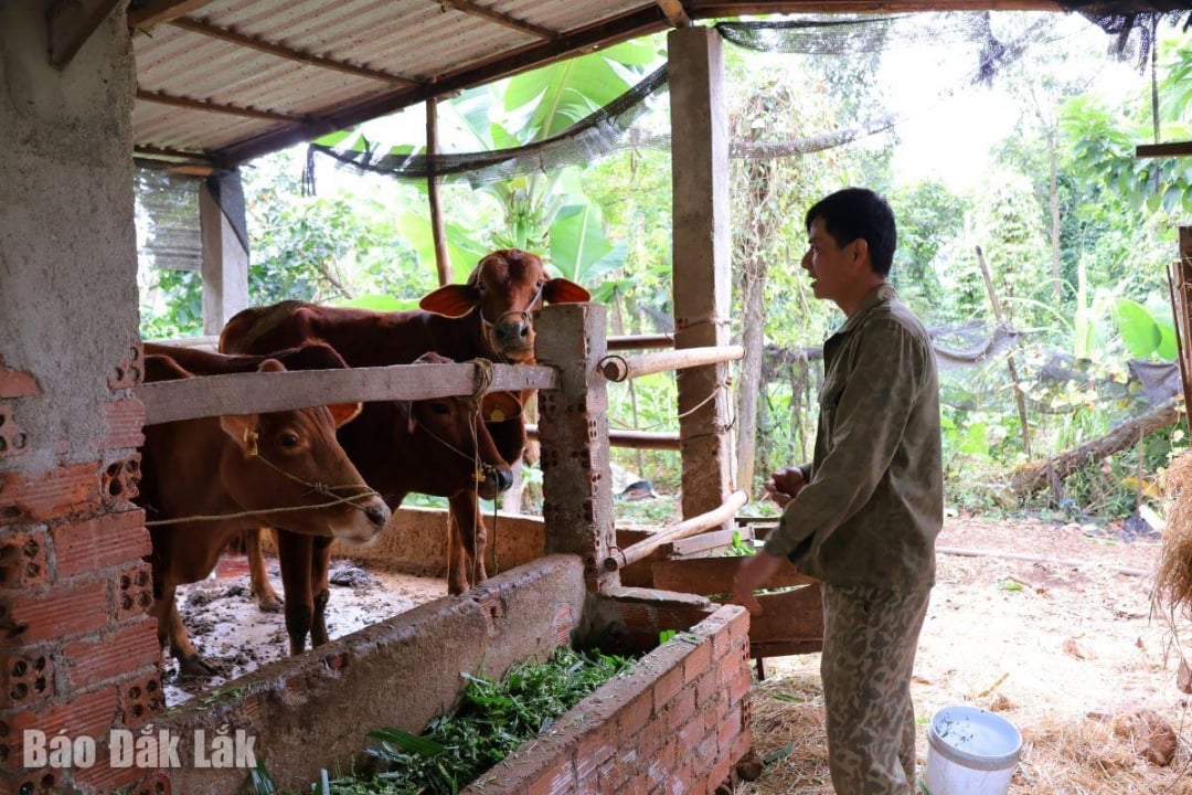គំរូបង្កាត់ពូជគោបង្កើតបន្ថែម