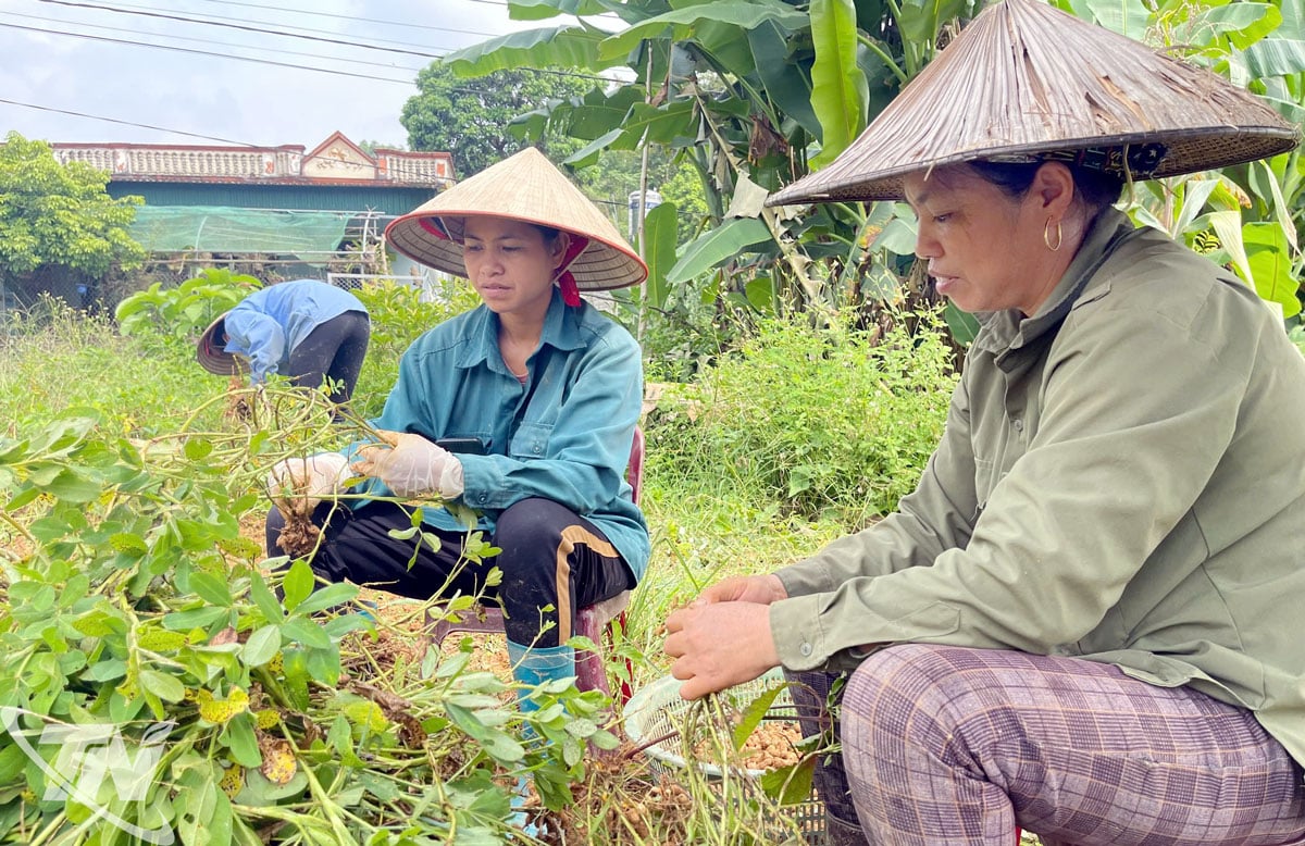 គំរូកសិកម្មដំណាំជាច្រើននាំមកនូវតម្លៃសេដ្ឋកិច្ចខ្ពស់ដល់កសិករ។