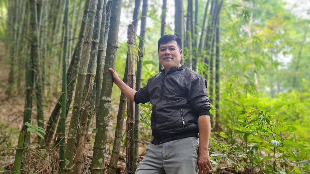 Die Verbesserung der Qualität angepflanzter Wälder schafft stabile Lebensgrundlagen für die Bevölkerung. Foto: Viet Khanh. Nâng cao chất lượng rừng trồng, tạo sinh kế ổn định cho người dân. Ảnh: Việt Khánh.