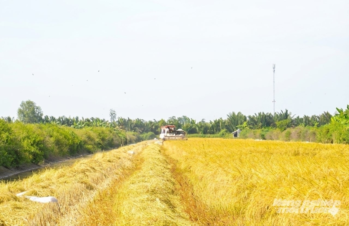 Sau khi thu hoạch xong vụ lúa luân canh trên nền đất nuôi tôm là thời điểm nông dân các xã ven biển tỉnh An Giang bắt tay vào cải tạo ao nuôi, chuẩn bị thả giống vụ nuôi tôm nước lợ 2026. Ảnh: Trung Chánh.