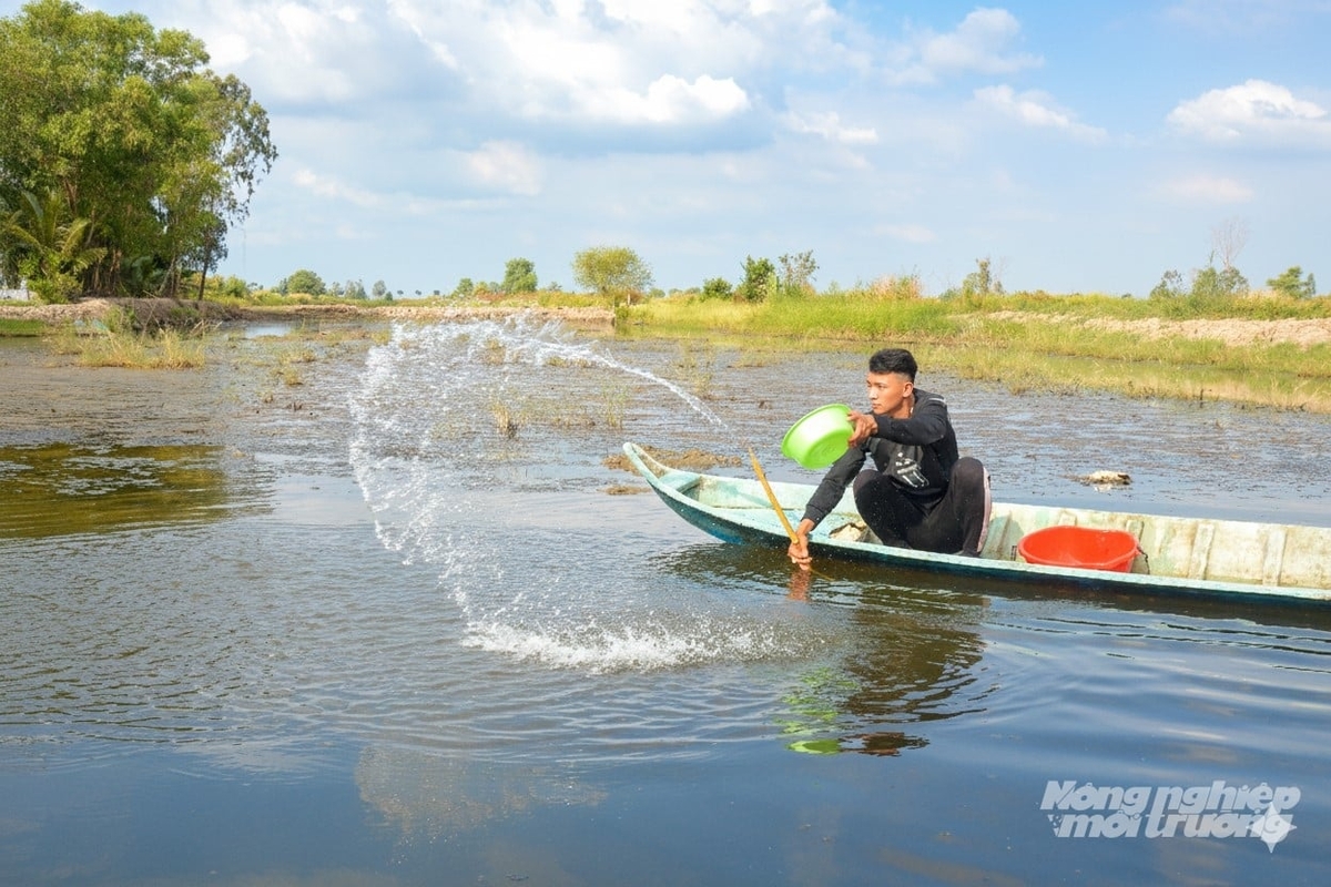 Nước lợ sau khi được bơm lên ruộng cần được tạt vôi để xử lý, đưa các yếu tố môi trường về ngưỡng thích hợp cho tôm nuôi phát triển. Ảnh: Trung Chánh.