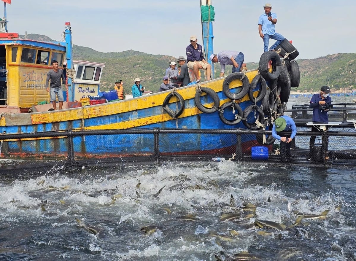 Khánh Hòa có nhiều tiềm năng để nuôi biển. Ảnh: KS.