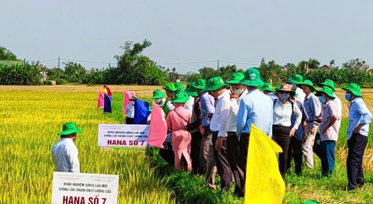 HANA số 7 là giống lúa thuần chất lượng cao. Ảnh: An Di.