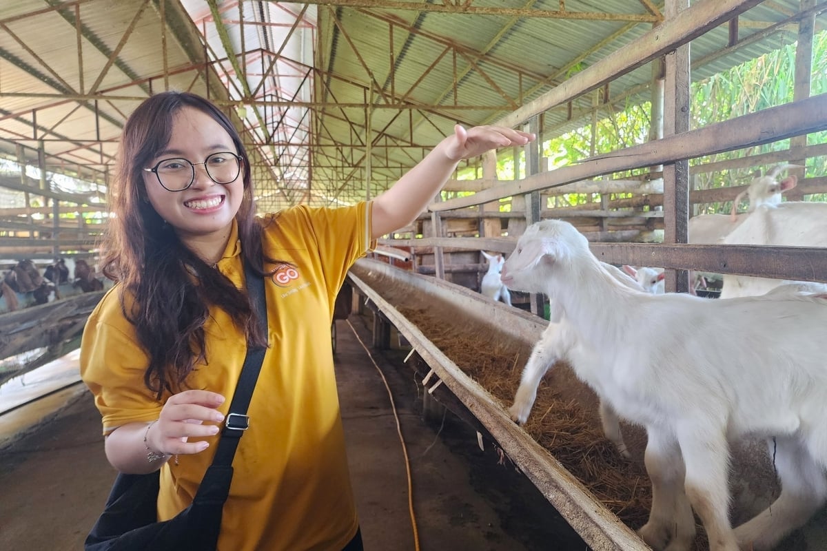 Du lịch trải nghiệm tại trang trại sữa dê Ngọc Đào ở xã Tân Hòa (TP Cần Thơ). Ảnh: Kim Anh.