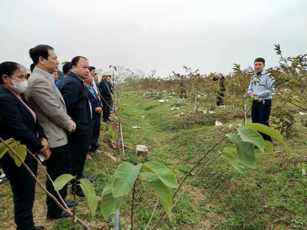 Các đại biểu tham quan mô hình sản xuất na tại xã Đầm Hà. Ảnh: Văn Phú. 