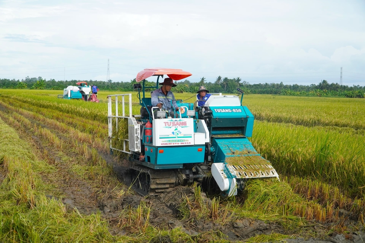 Giai đoạn 2026-2030, TP. Cần Thơ dự kiến tăng diện tích trồng lúa phát thải thấp lên gần 171.000 ha. Ảnh: Kim Anh.