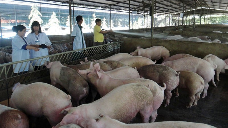 Schweinezucht unter Einhaltung der Biosicherheitsmaßnahmen im Bezirk Xuan Loc, Provinz Dong Nai. (Foto: NHAN DAN NEWSPAPER)