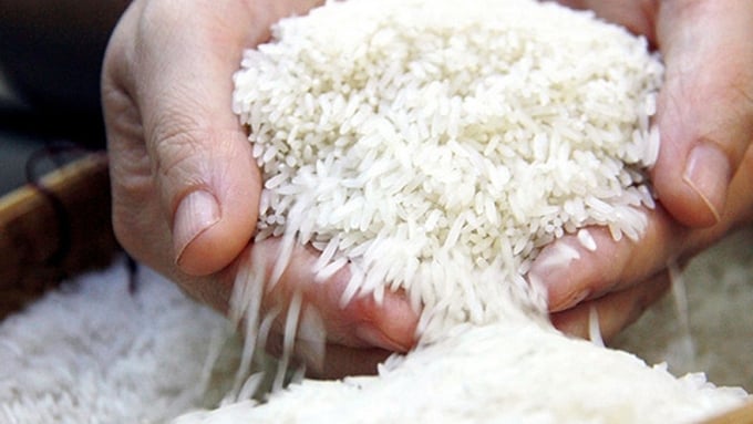 Cập nhật giá lúa gạo hôm nay 29/12/2025 mới nhất