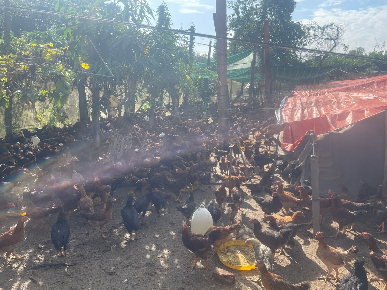 L'allevamento di polli del signor Duc ad Hamlet 11, finanziato da programmi di riduzione della povertà, genera un profitto di circa 40-50 milioni di VND per ogni lotto di 2.000 polli (ogni 4 mesi).