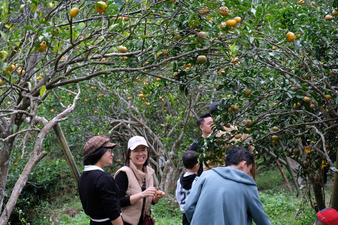 Mùa cam chín vàng ở đặc khu Vân Đồn- Ảnh 11.