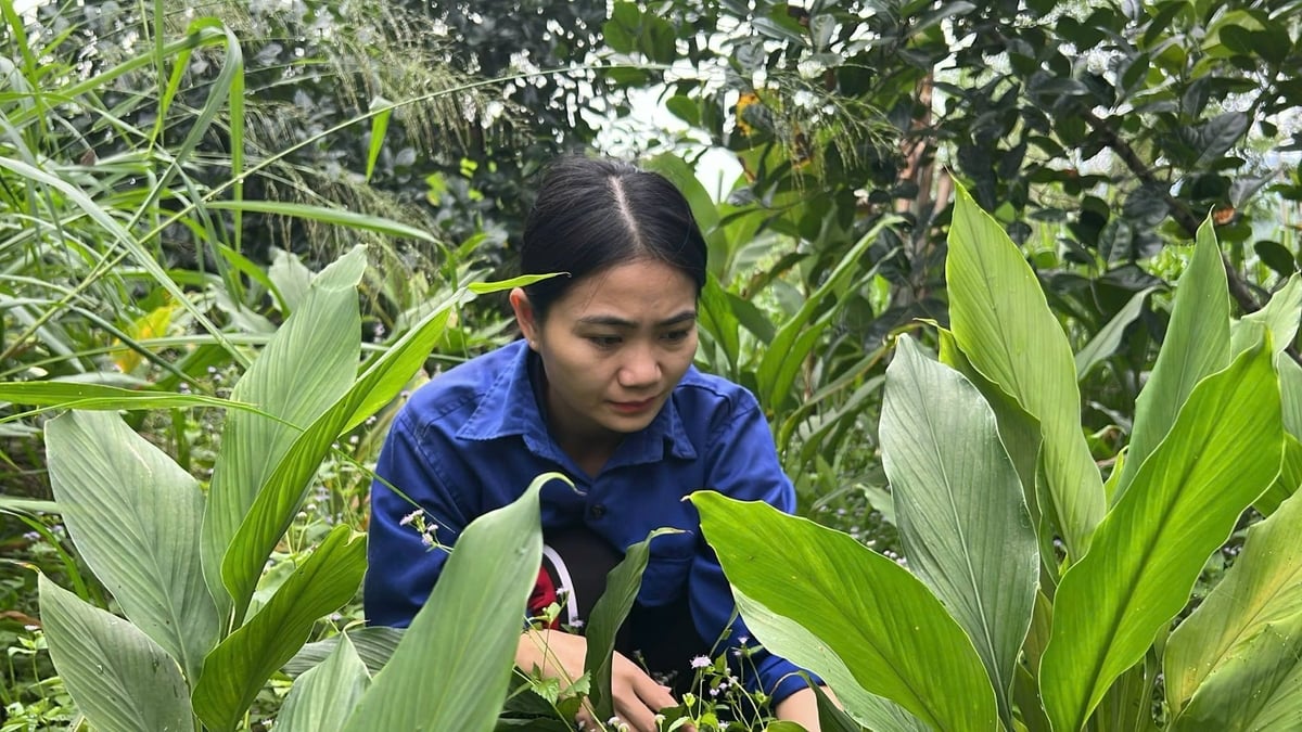Nguyen Le Ngoc Linh uprawia rośliny lecznicze pod koronami drzew. Zdjęcie: Thanh Tam.