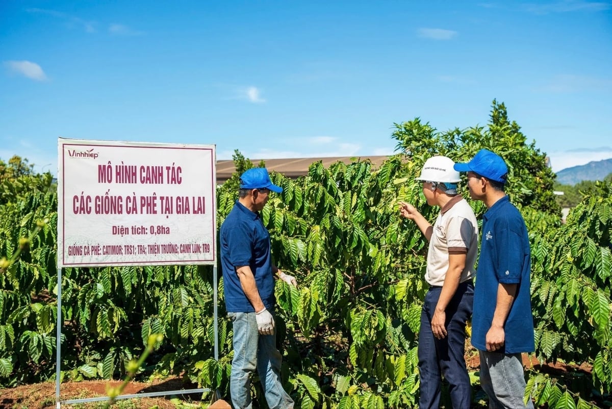 Phối hợp của chính quyền địa phương cùng doanh nghiệp mang ý nghĩa quan trọng trong phối hợp truy xuất từng mảnh vườn, hỗ trợ chia sẻ dữ liệu. Ảnh: Vinhhiep.