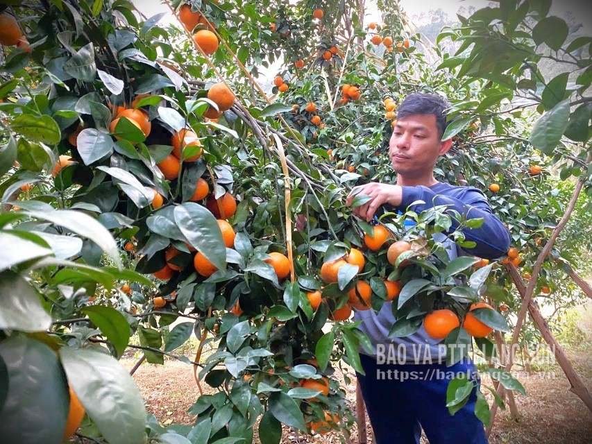 Anh Vi Văn Lượng chăm sóc vườn cam Thái của gia đình