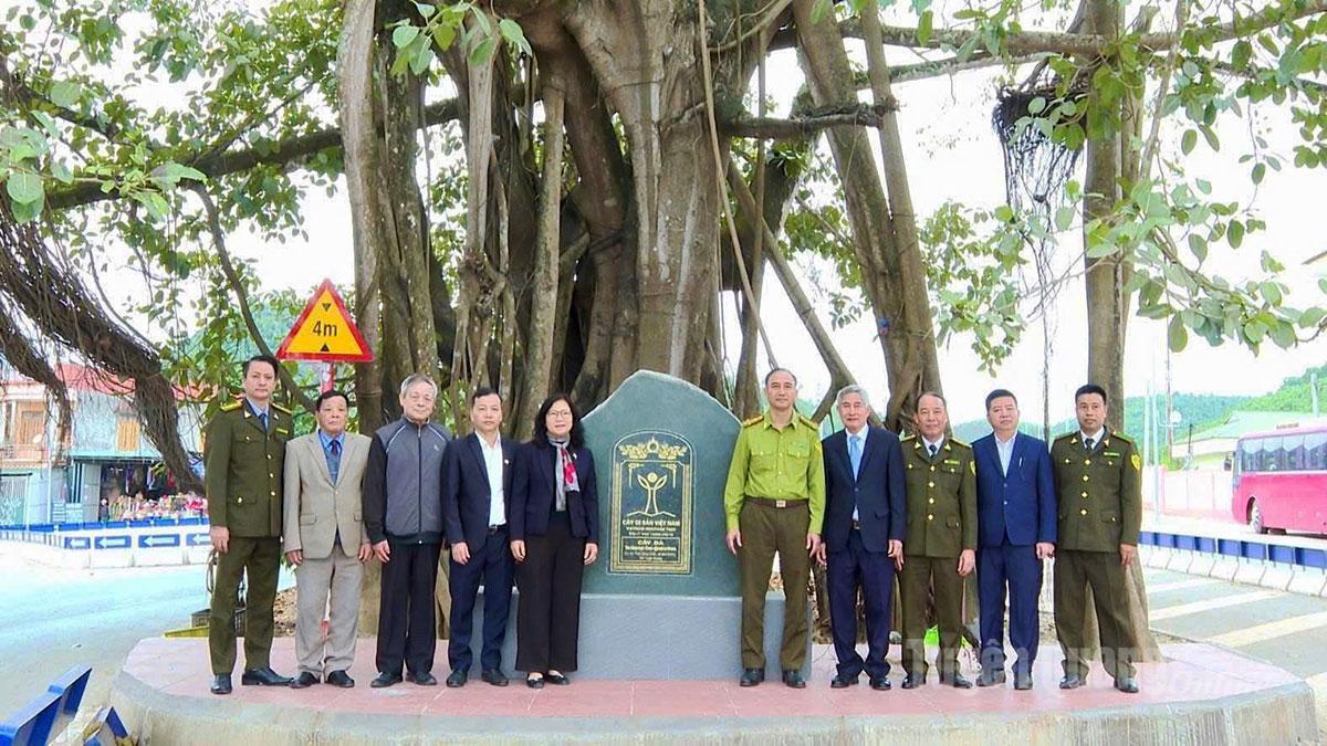Arborele banian din satul Dang Chau a fost recunoscut drept arbore patrimonial vietnamez.