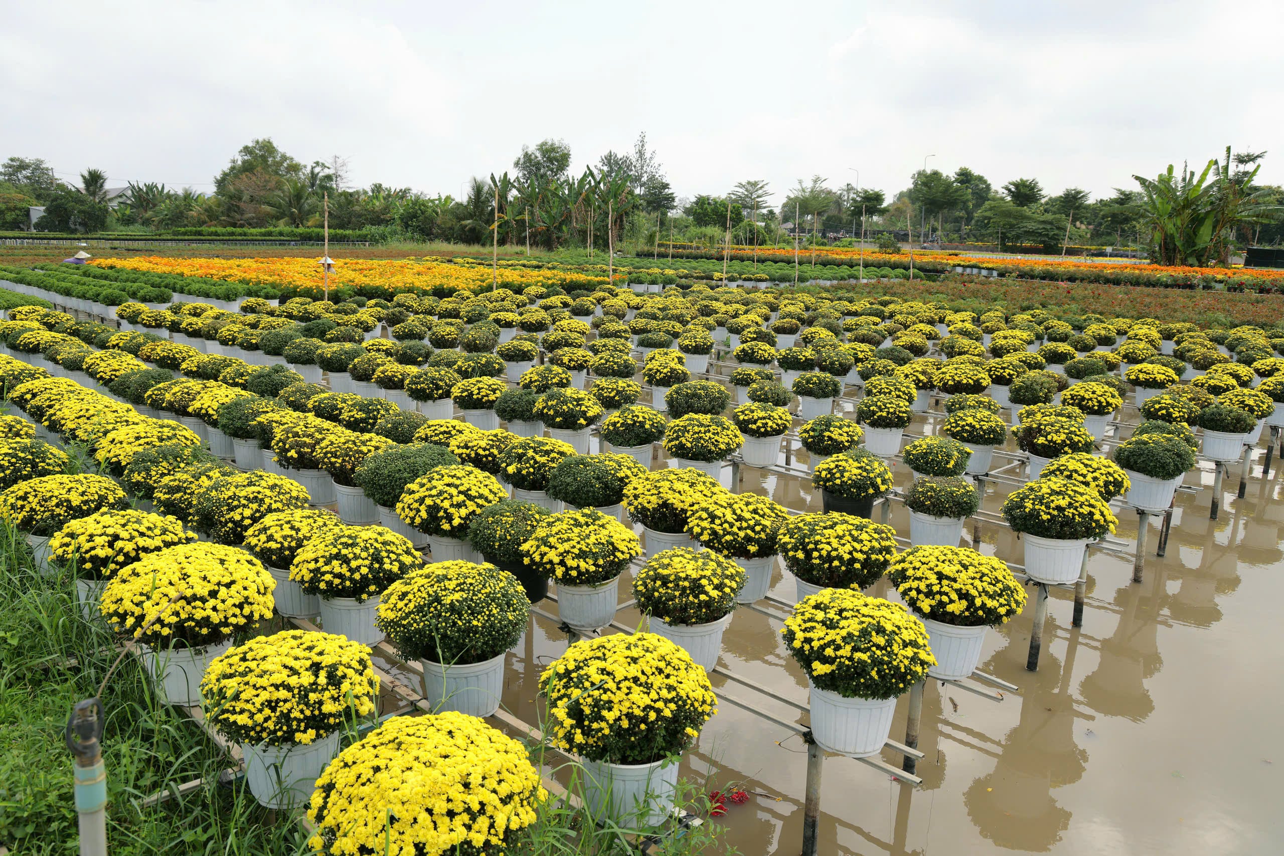 'Trái tim làng hoa' gây sốt ở Sa Đéc- Ảnh 4.