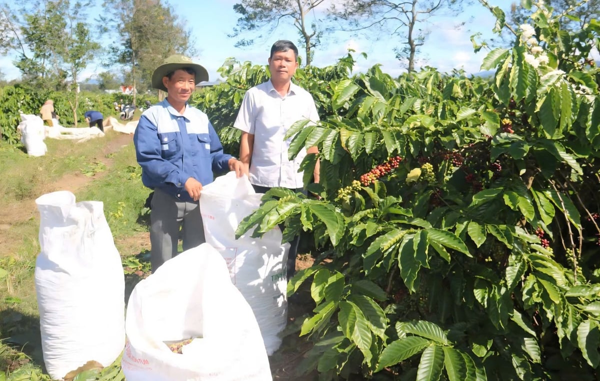 Tổng sản lượng cà phê của Tổng Công ty Cà phê Việt Nam năm 2025 ước đạt 34.203 tấn nhân xô, đạt 102% so kế hoạch. Ảnh: Ngọc Thăng.