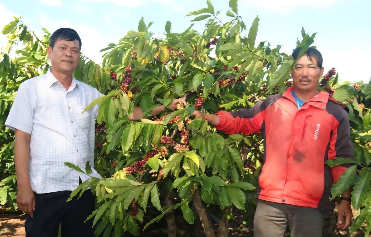 Năm 2026, Tổng Công ty Cà phê Việt Nam sẽ đầu tư, thúc đẩy công nghệ xanh trong việc trồng, chăm sóc cà phê để giúp cải thiện hiệu suất và giảm tác động môi trường. Ảnh: Ngọc Thăng.