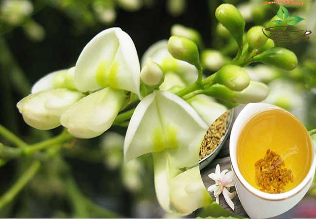 Bài thuốc từ hoa hòe chữa bệnh trĩ chảy máu- Ảnh 3.