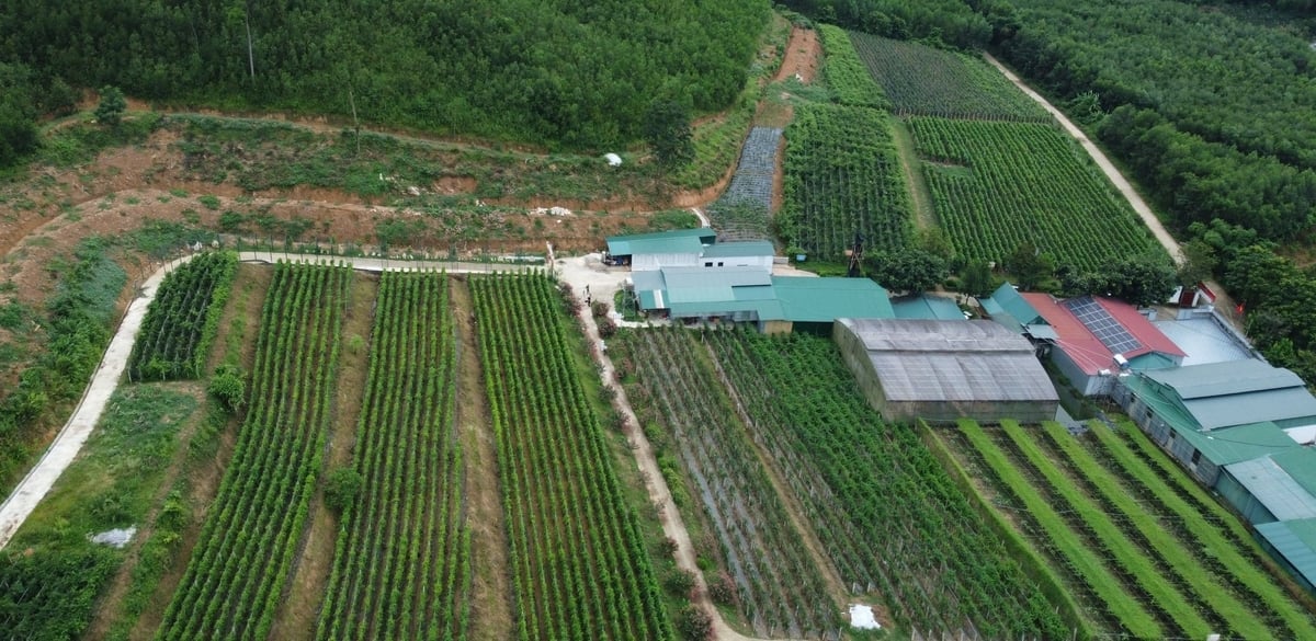 Toàn tỉnh Nghệ An có khoảng 5.000 ha trồng dược liệu. Ảnh: Việt Khánh.