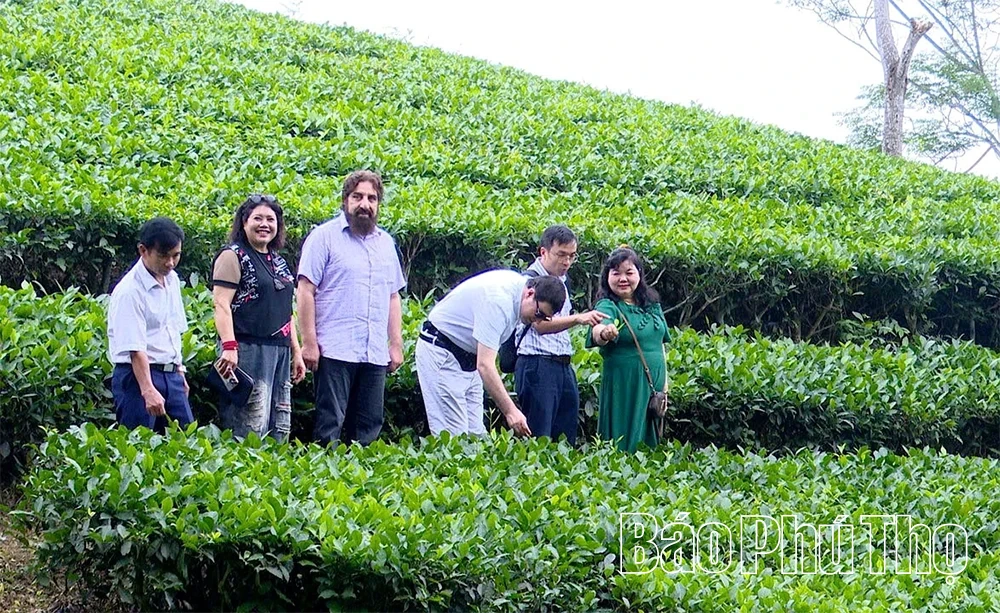 Gérer et développer la marque afin de rehausser le prestige de la marque « Phu Tho Tea ».
