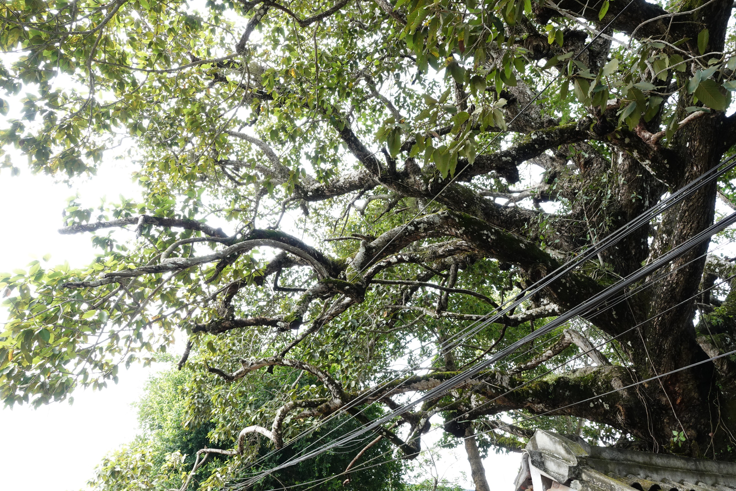 Cây dầu rái cổ thụ 'độc nhất vô nhị' ở miền Tây- Ảnh 8.