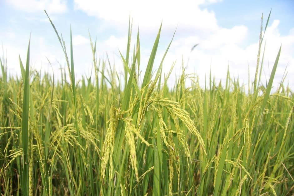 Risaie trattate con preparati microbici per rimuovere la paglia di riso nel comune di Quoi An, provincia di Vinh Long. Foto: SOS Ambiente.