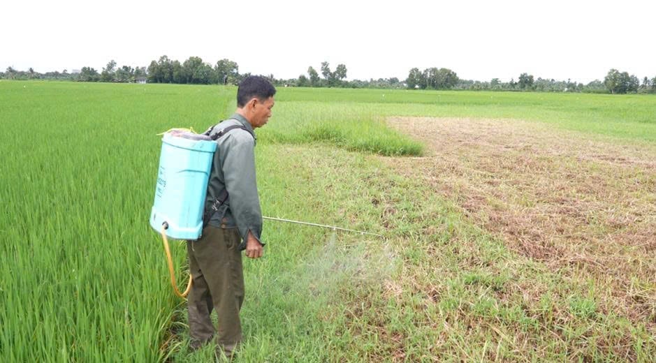 Il signor Le Van Hung, nel villaggio n. 1 (comune di Quoi An, provincia di Vinh Long), utilizza prodotti microbici per trattare la paglia di riso in vista della nuova stagione di raccolta. Foto: SOS Ambiente.