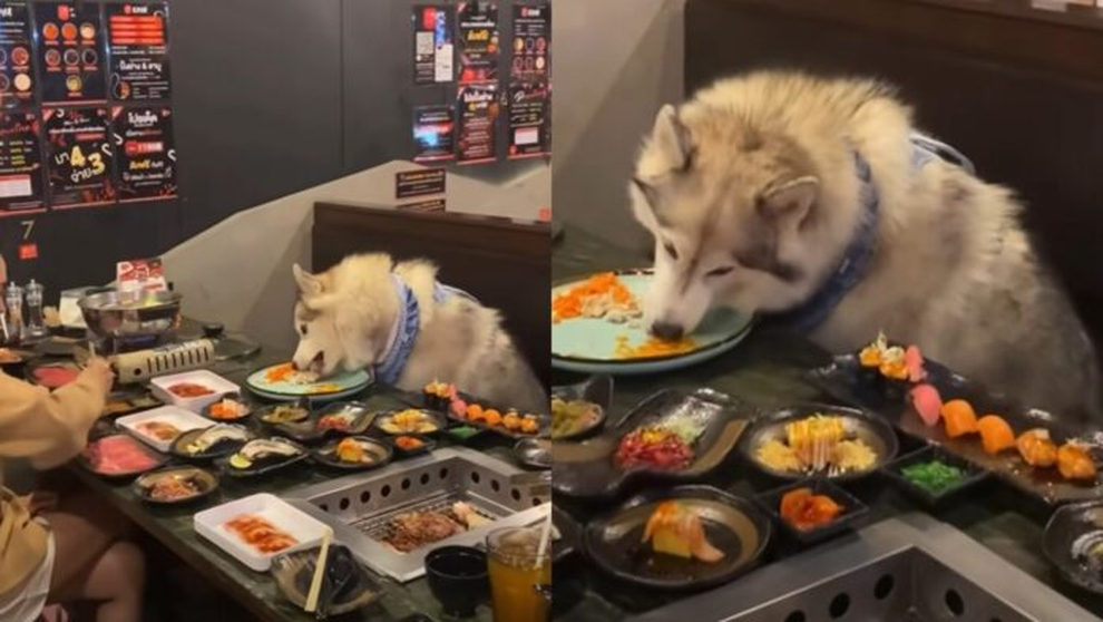 Die umstrittene Richtlinie des Restaurants, die es Gsten erlaubt, ihre  Hunde mit am Tisch zu speisen, hat eine Debatte ausgelst.