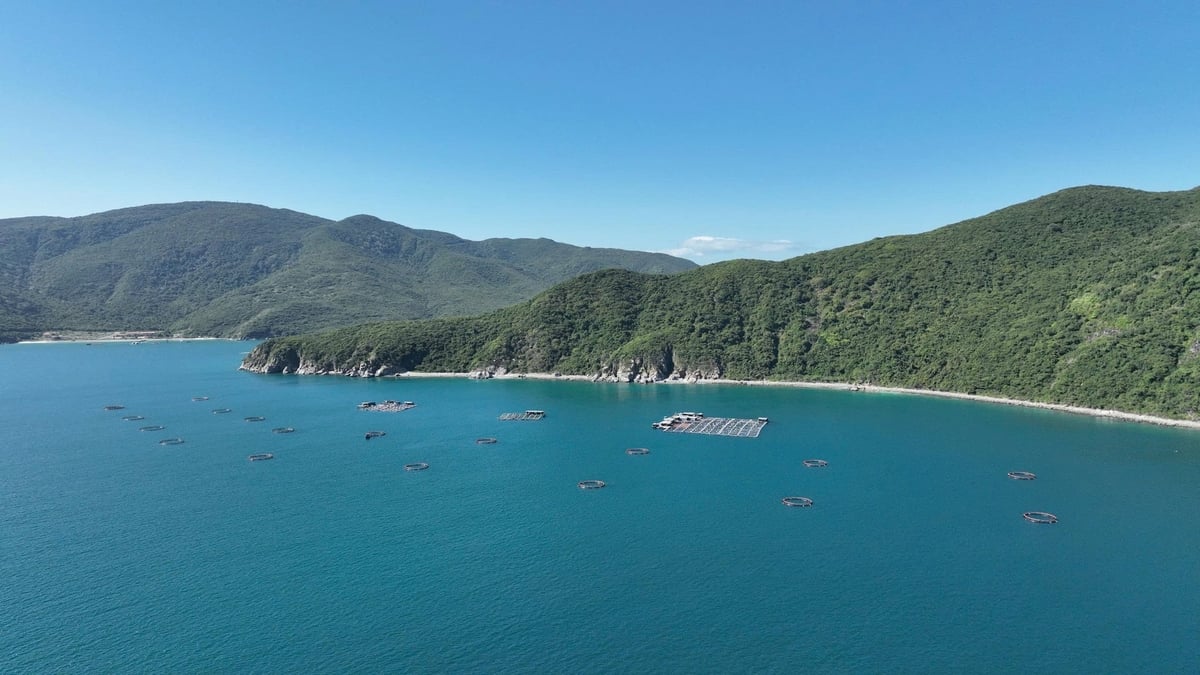 Nel 2025, la provincia ha esteso l'implementazione del modello di acquacoltura marina ad alta tecnologia a 24 famiglie. Foto: PC.