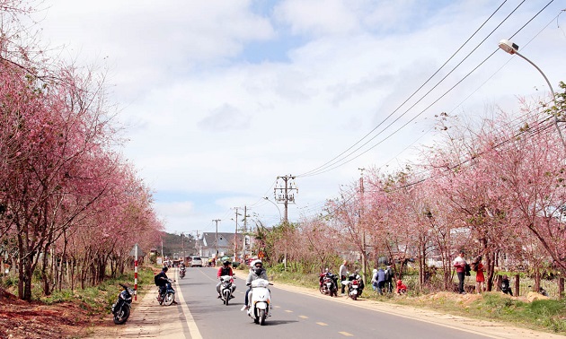 Lễ hội hoa mai anh đào - Đà Lạt xuân 2026- Ảnh 2.