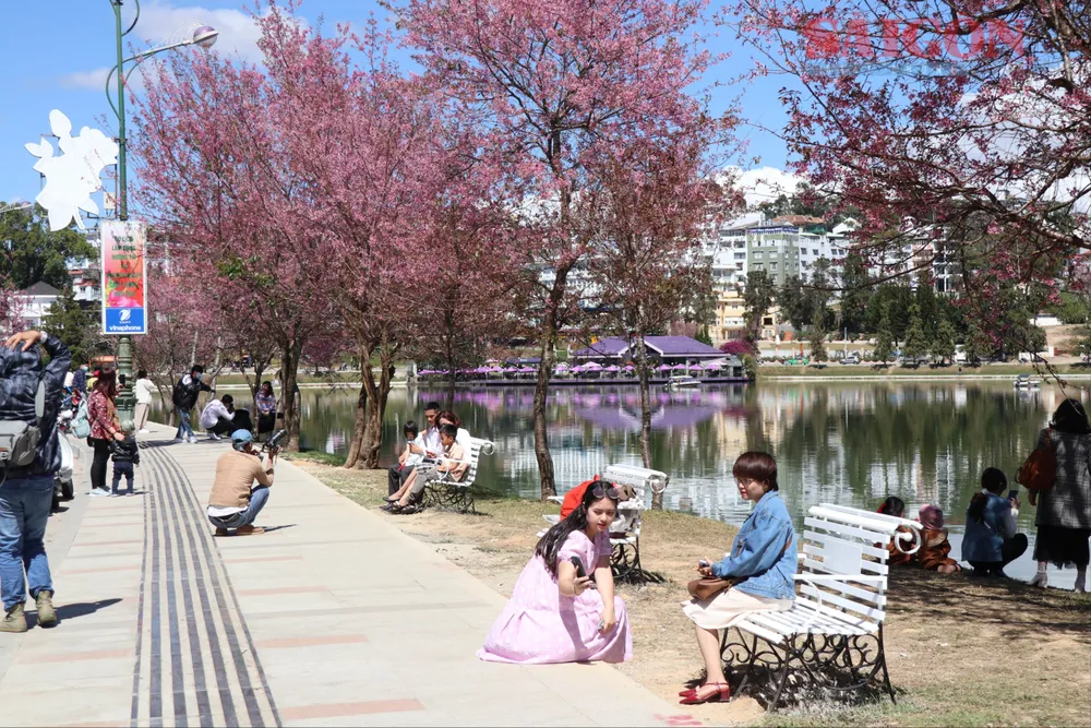 Le lac Ho Xuan Huong est l'un des endroits les plus prisés des locaux et des touristes pour ses nombreux cerisiers en fleurs. Photo : DOAN KIEN