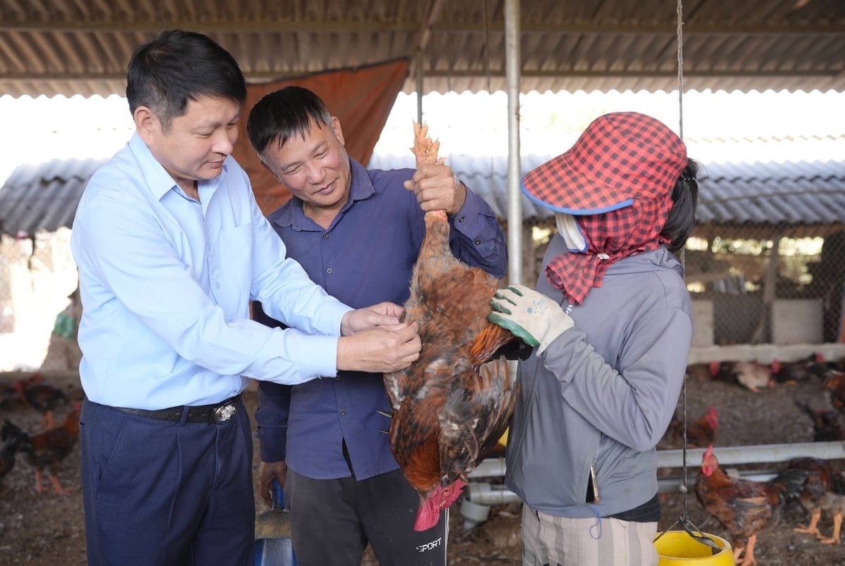 Ông Lâm Văn Minh, Chủ tịch Hội Nông dân xã Kiên Lao (bìa trái) và vợ chồng anh Nguyễn Văn Thành tại trang trại gà. Ảnh: Phạm Minh.