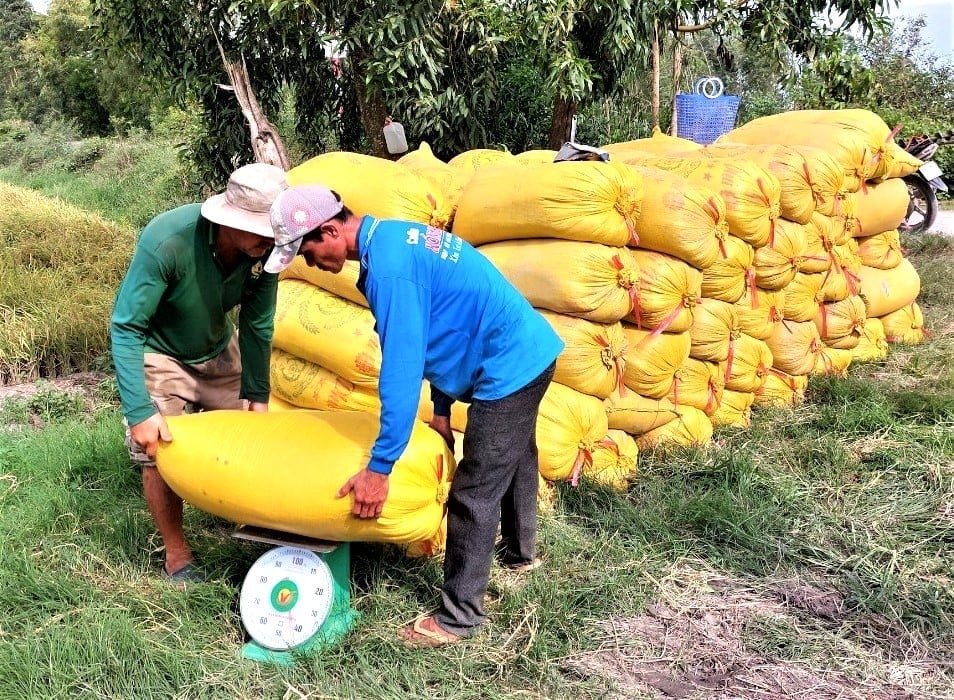 Năm 2025 An Giang lập kỷ lục mới với diện tích gieo trồng lúa hơn 1,34 triệu ha, sản lượng ước đạt gần 8,8 triệu tấn. Ảnh: Trung Chánh.