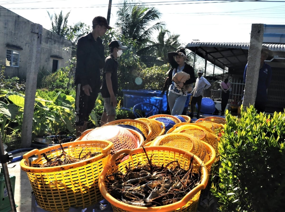 Thủy sản tiếp tục là điểm sáng của ngành Nông nghiệp và Môi trường An Giang với tổng sản lượng khai thác và nuôi trồng năm 2025 ước đạt hơn 1,6 triệu tấn. Ảnh: Trung Chánh.
